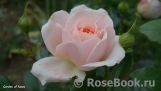 Garden of Roses Garden of Roses