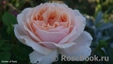 Garden of Roses Garden of Roses