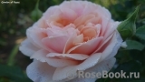 Garden of Roses Garden of Roses