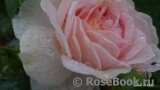 Garden of Roses Garden of Roses