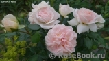 Garden of Roses Garden of Roses