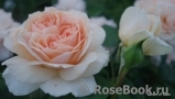 Garden of Roses Garden of Roses