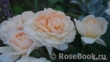 Garden of Roses Garden of Roses