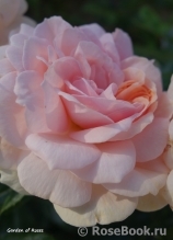 Garden of Roses Garden of Roses