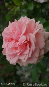 Garden of Roses Garden of Roses