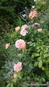 Garden of Roses Garden of Roses