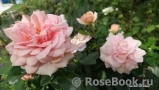 Garden of Roses Garden of Roses