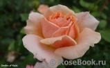 Garden of Roses Garden of Roses