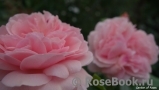 Garden of Roses Garden of Roses