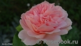 Garden of Roses Garden of Roses