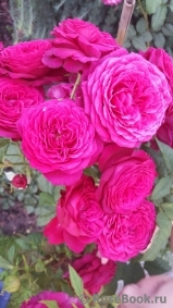 Johann Wolfgang von Goethe Rose® Johann Wolfgang von Goethe Rose®