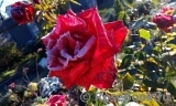 Red Intuition Red Intuition
