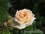 Madame Anisette ® Madame Anisette ®