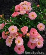 Peach Drift ® Peach Drift ®