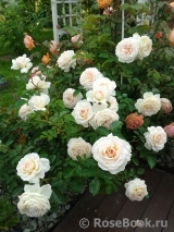 Cream Abundance Cream Abundance