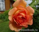 Lady of Shalott Lady of Shalott
