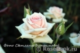 Wedding Rose ®