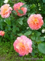 Augusta Luise Augusta Luise