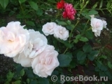 Aspirin Rose Aspirin Rose