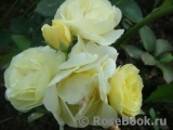 Golden Border