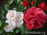 Aspirin Rose Aspirin Rose