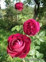 Falstaff® Falstaff®