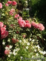 Rosarium Uetersen Rosarium Uetersen