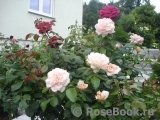Lions Rose Lions Rose