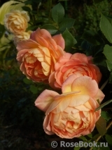 Lady of Shalott Lady of Shalott