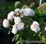 Lions Rose Lions Rose