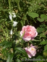 Brother Cadfael Brother Cadfael