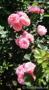 Marceleine ®