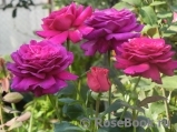 Johann Wolfgang von Goethe Rose® Johann Wolfgang von Goethe Rose®