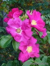 Rosa rugosa rubra Rosa rugosa rubra
