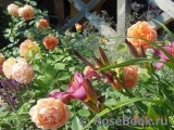 Lady of Shalott Lady of Shalott