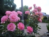 Pink Paradise Pink Paradise