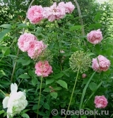 La Rose de Molinard ® La Rose de Molinard ®