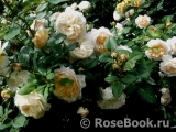 Crocus Rose® Crocus Rose®