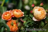 Lady of Shalott Lady of Shalott