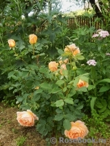 Lady of Shalott Lady of Shalott