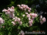Heavenly Pink Heavenly Pink