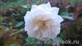 Crocus Rose® Crocus Rose®