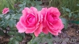 Rosarium Uetersen Rosarium Uetersen