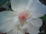Jacqueline du Pre Jacqueline du Pre