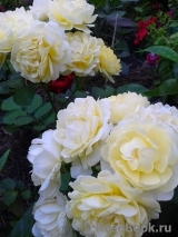 Golden Border Golden Border