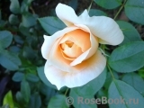 Lions Rose Lions Rose