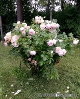 Ritausma Ritausma