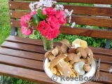 COMPOSITION COMPOSITION