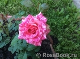 Pink Intuition Pink Intuition