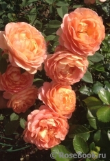 Lady of Shalott Lady of Shalott